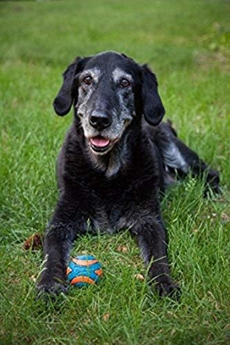 image:imageChuckit Ultra Squeaker Dog Ball Fetch Toy Medium 1 PackSqueaker