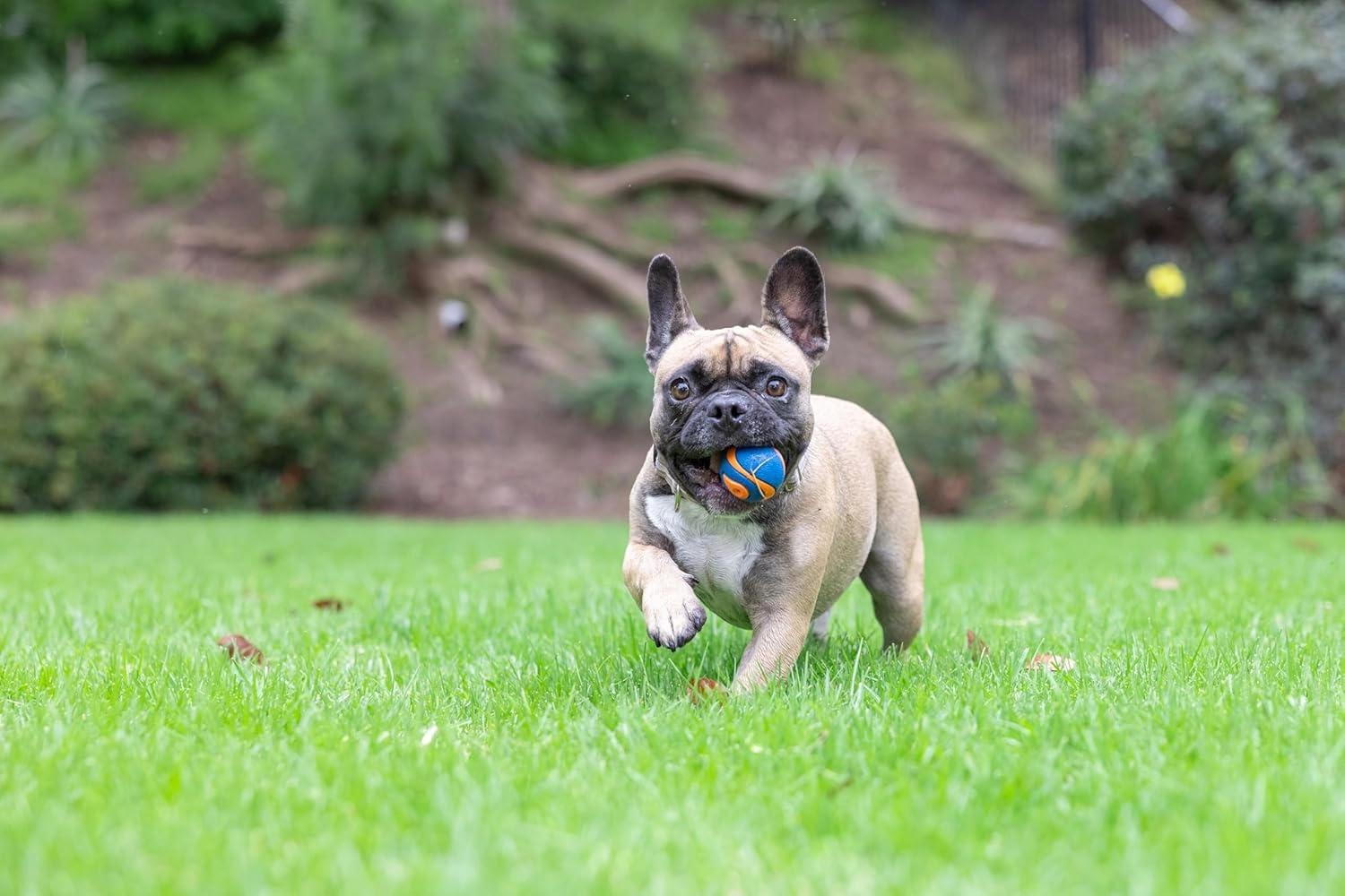 image:imageChuckit Ultra Squeaker Dog Ball Fetch Toy Medium 1 PackSqueaker