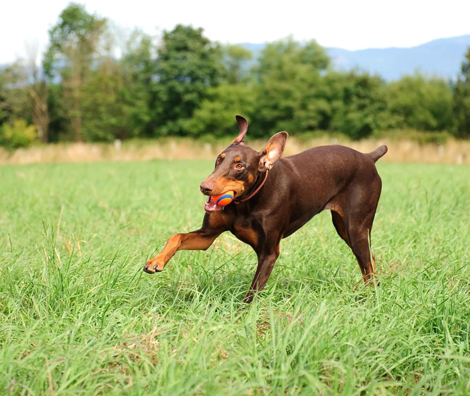 image:imageChuckit Ultra Squeaker Dog Ball Fetch Toy Medium 1 PackUltra