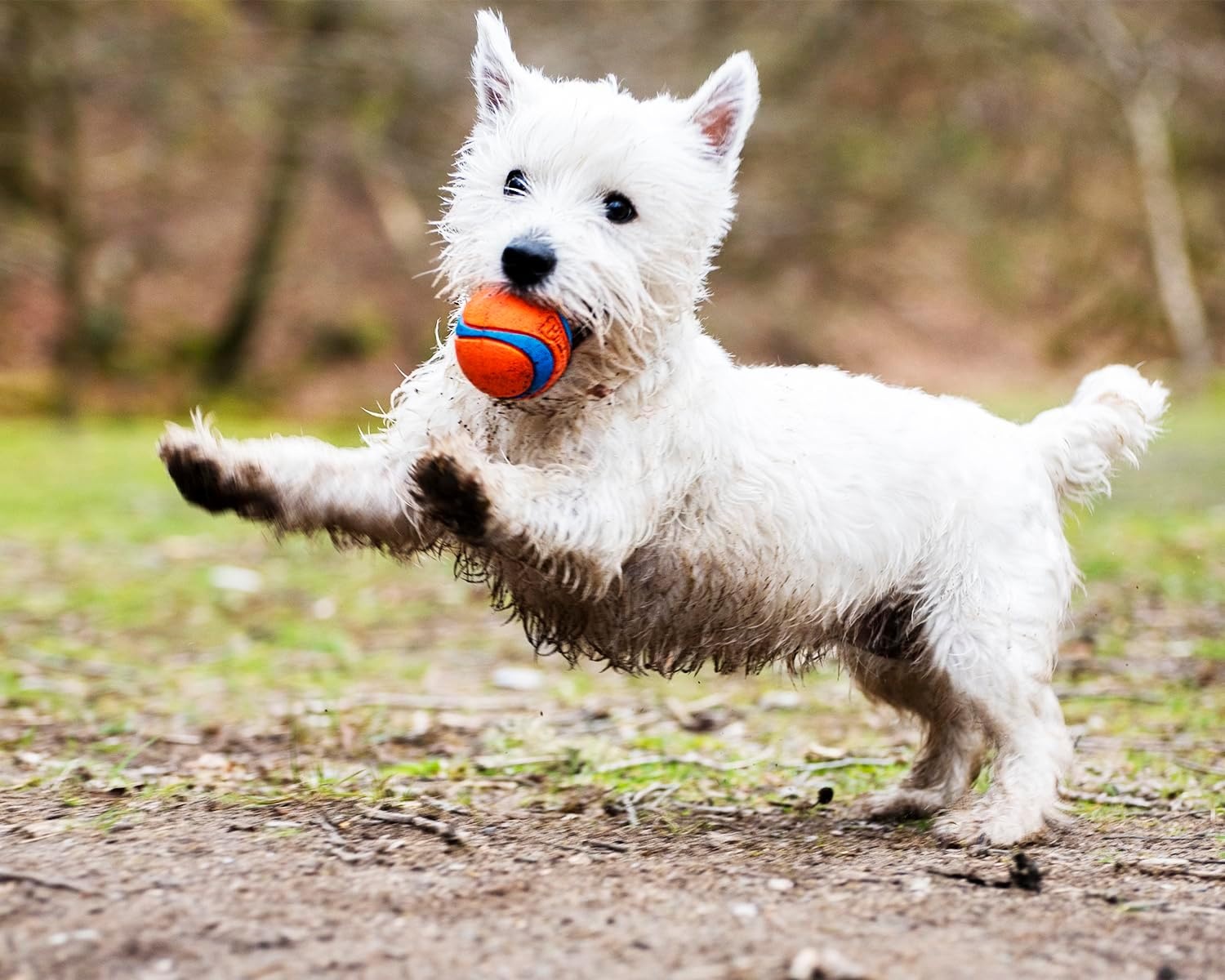 image:imageChuckit Ultra Squeaker Dog Ball Fetch Toy Medium 1 PackUltra