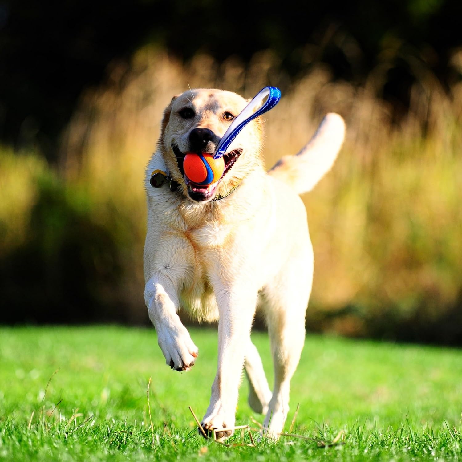 image:imageChuckit Ultra Tug Dog Toy Ultra Ball on a Durable Nylon Cord Handle Fetch and TugofWar Toy for Dogs Size Large For Breeds 60100 lbs 3inch Diameter Orange and BlueMedium
