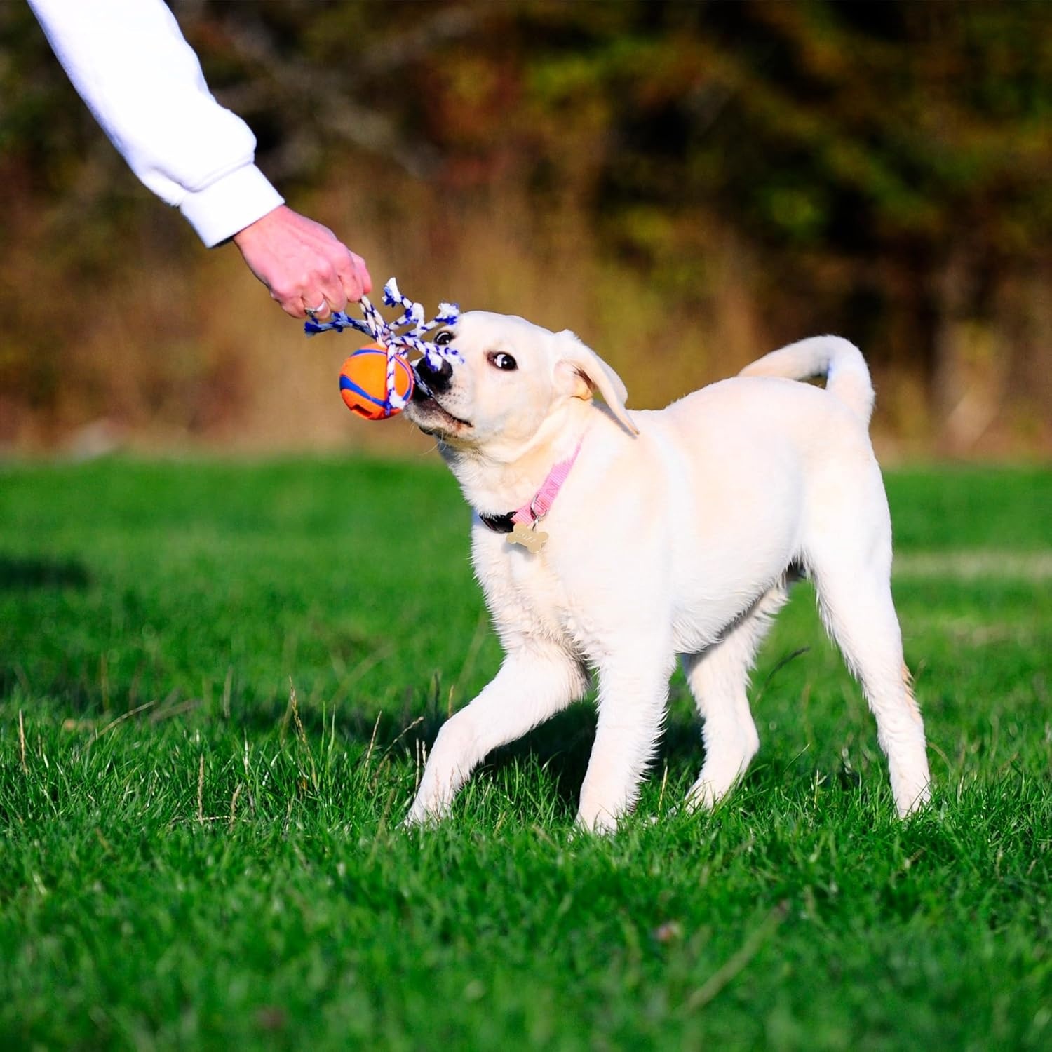 image:imageChuckit Ultra Tug Dog Toy Ultra Ball on a Durable Nylon Cord Handle Fetch and TugofWar Toy for Dogs Size Large For Breeds 60100 lbs 3inch Diameter Orange and BlueMedium