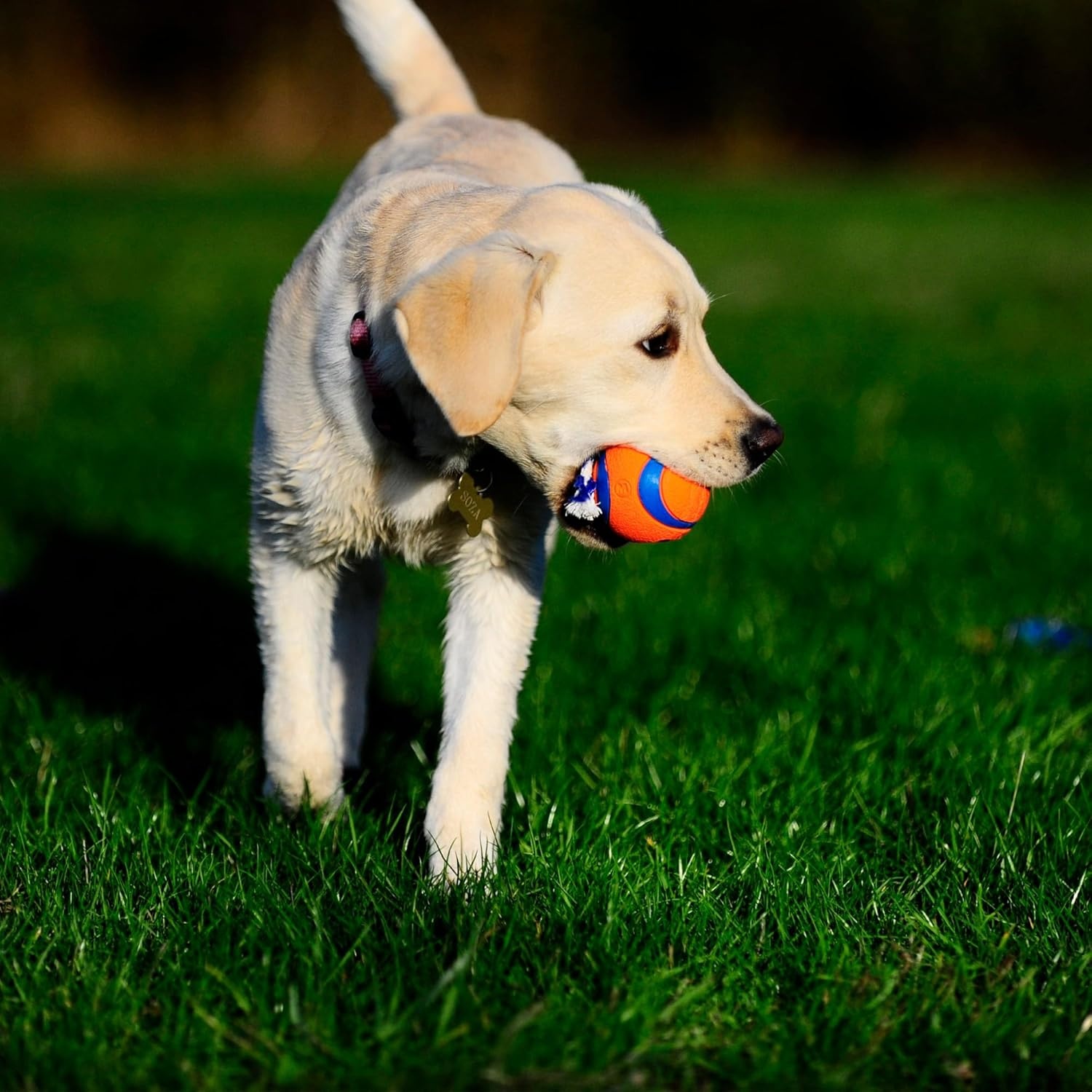 image:imageChuckit Ultra Tug Dog Toy Ultra Ball on a Durable Nylon Cord Handle Fetch and TugofWar Toy for Dogs Size Large For Breeds 60100 lbs 3inch Diameter Orange and BlueSmall