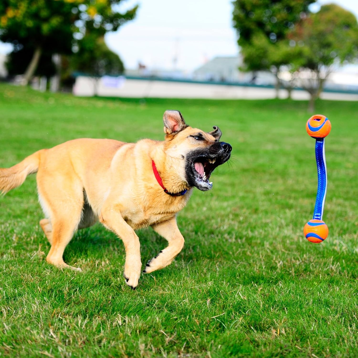 image:imageChuckit Ultra Tug Dog Toy Ultra Ball on a Durable Nylon Cord Handle Fetch and TugofWar Toy for Dogs Size Large For Breeds 60100 lbs 3inch Diameter Orange and BlueSmall