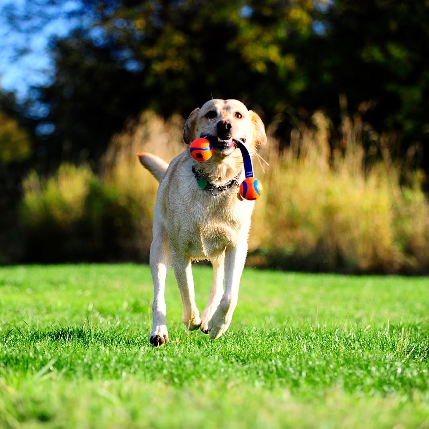 image:imageChuckit Ultra Tug Dog Toy Ultra Ball on a Durable Nylon Cord Handle Fetch and TugofWar Toy for Dogs Size Large For Breeds 60100 lbs 3inch Diameter Orange and BlueSmall