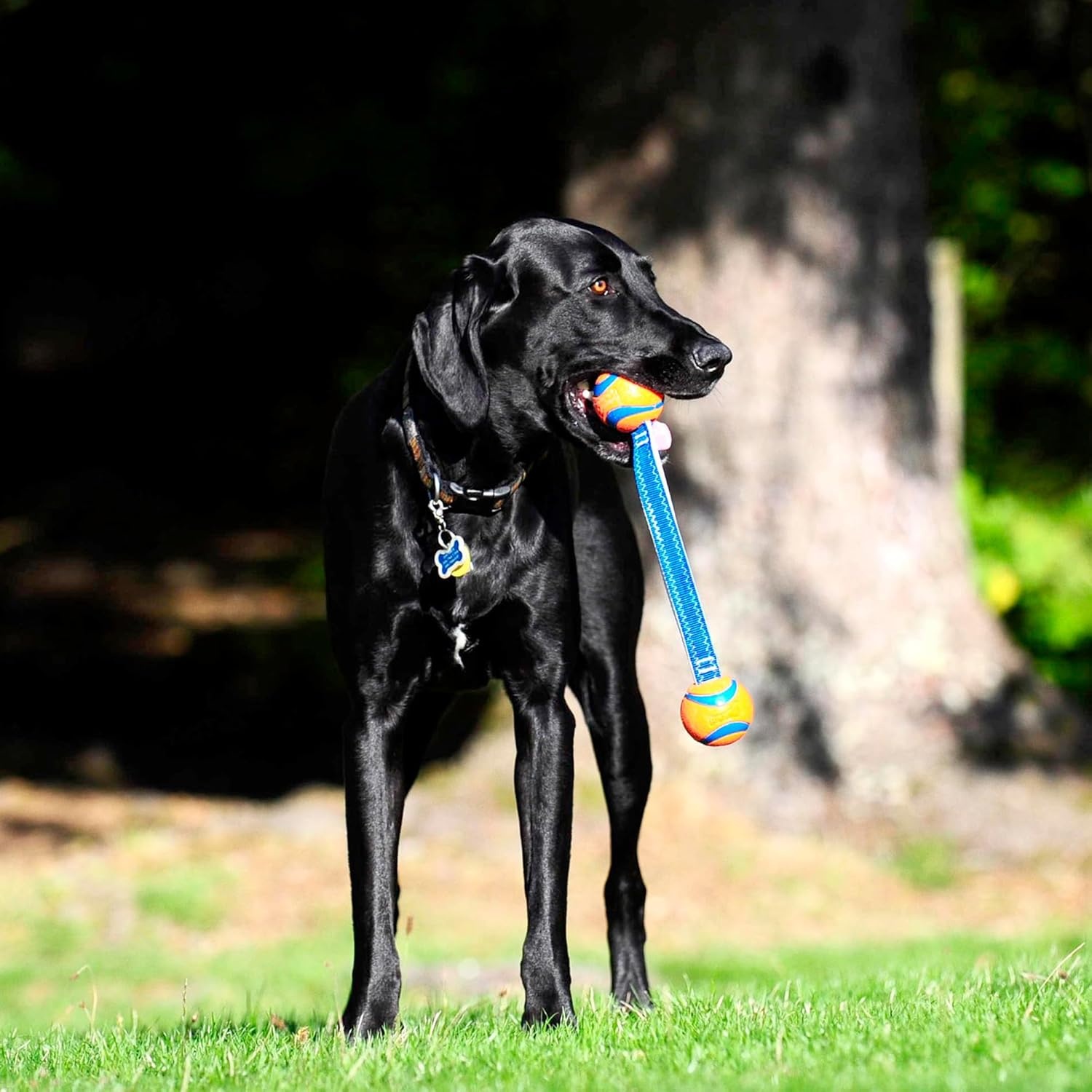 image:imageChuckit Ultra Tug Dog Toy Ultra Ball on a Durable Nylon Cord Handle Fetch and TugofWar Toy for Dogs Size Large For Breeds 60100 lbs 3inch Diameter Orange and BlueSmall