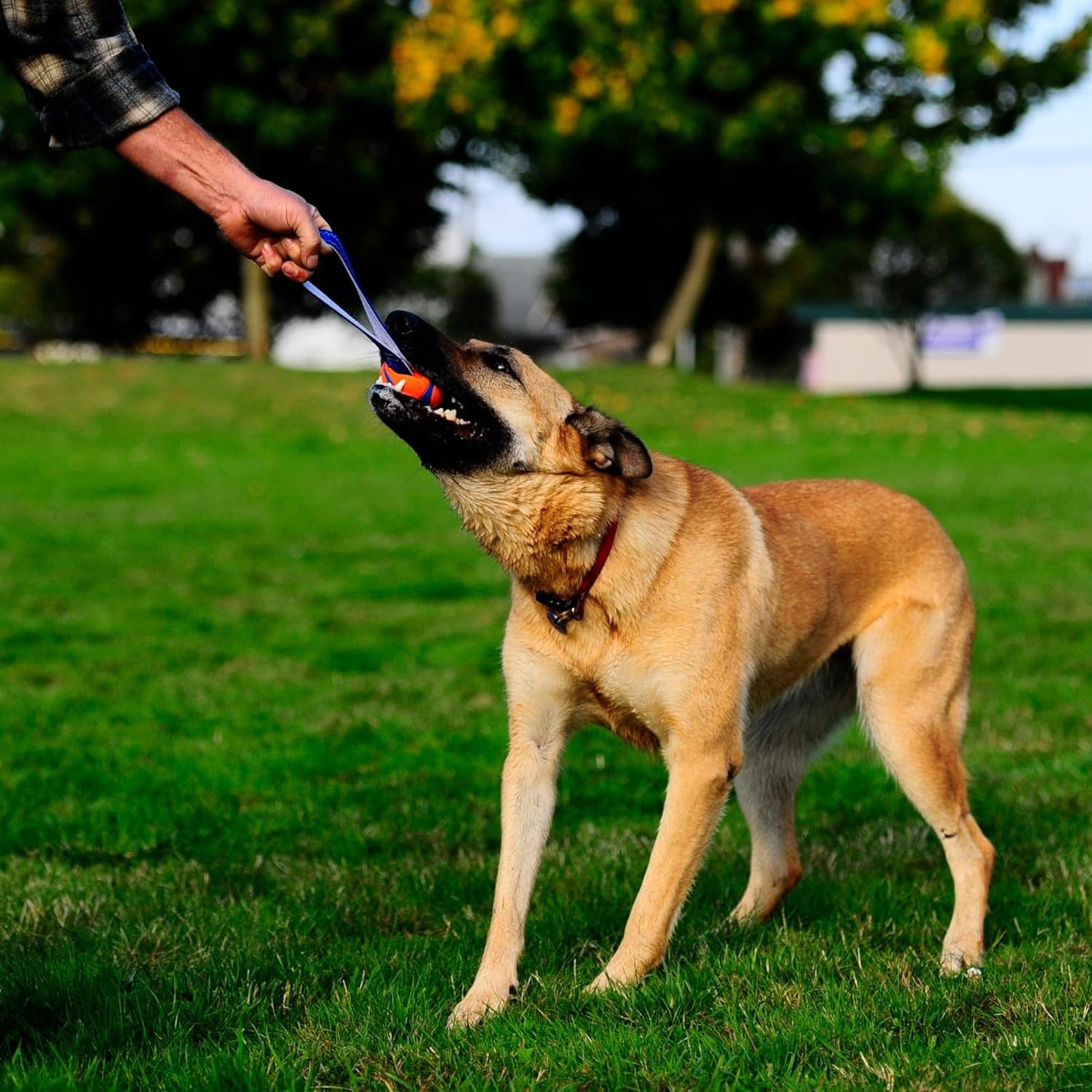 image:imageChuckit Ultra Tug Dog Toy Ultra Ball on a Durable Nylon Cord Handle Fetch and TugofWar Toy for Dogs Size Large For Breeds 60100 lbs 3inch Diameter Orange and BlueLarge