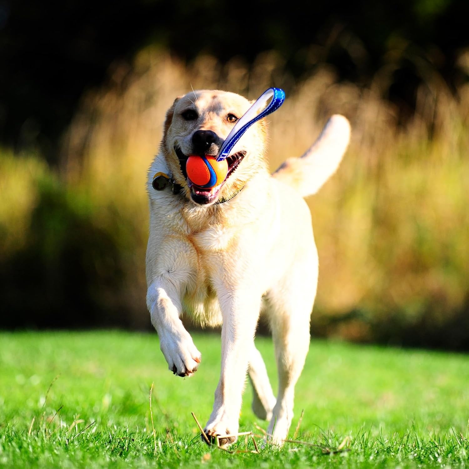 image:imageChuckit Ultra Tug Dog Toy Ultra Ball on a Durable Nylon Cord Handle Fetch and TugofWar Toy for Dogs Size Large For Breeds 60100 lbs 3inch Diameter Orange and BlueLarge Pack of 12