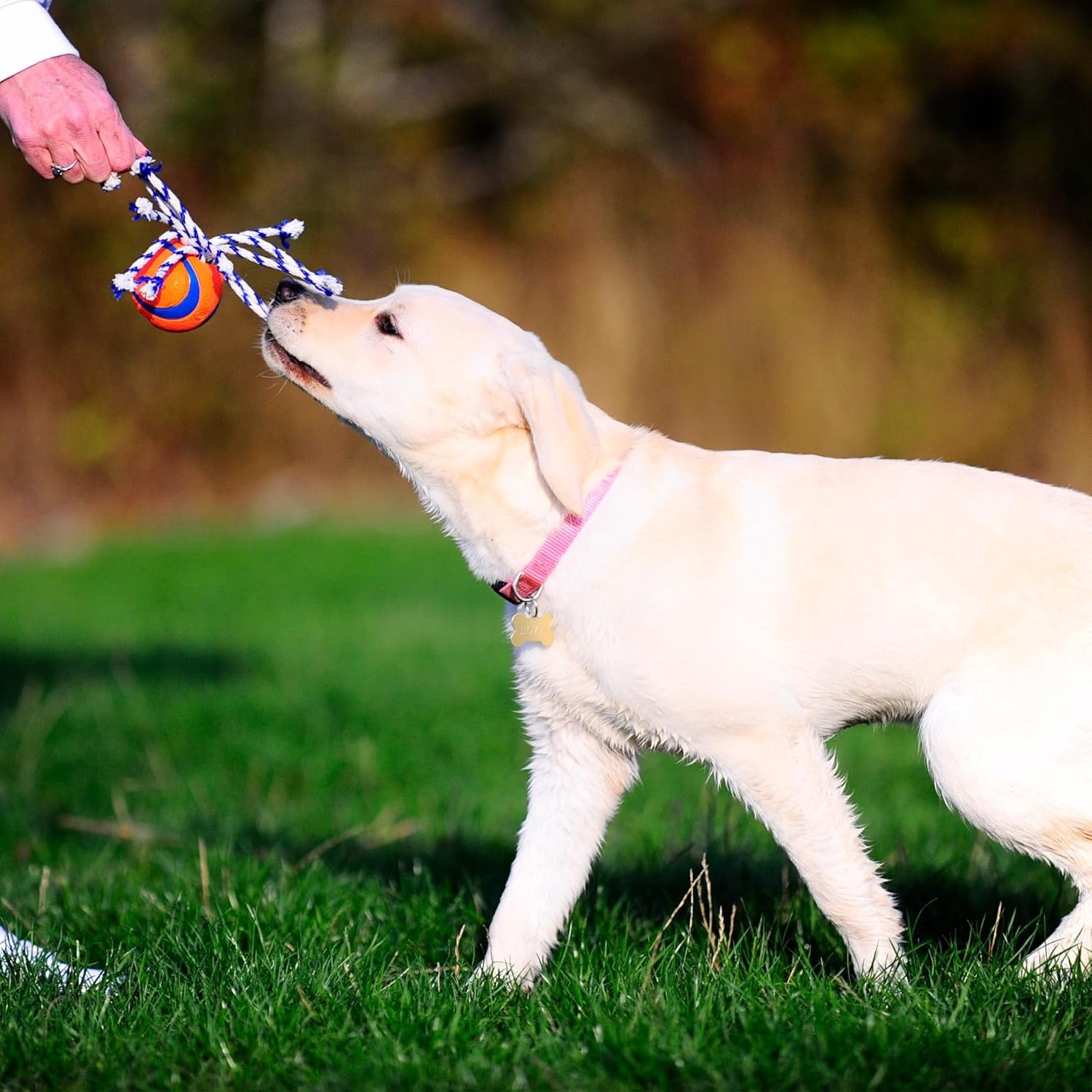 image:imageChuckit Ultra Tug Dog Toy Ultra Ball on a Durable Nylon Cord Handle Fetch and TugofWar Toy for Dogs Size Large For Breeds 60100 lbs 3inch Diameter Orange and BlueMedium