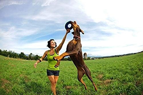 image:imageChuckit Amphibious ZipFlight Floating and Flying Disc Dog Toy Medium 85 Assorted Colors Orange And BlueGreen and BlueMedium