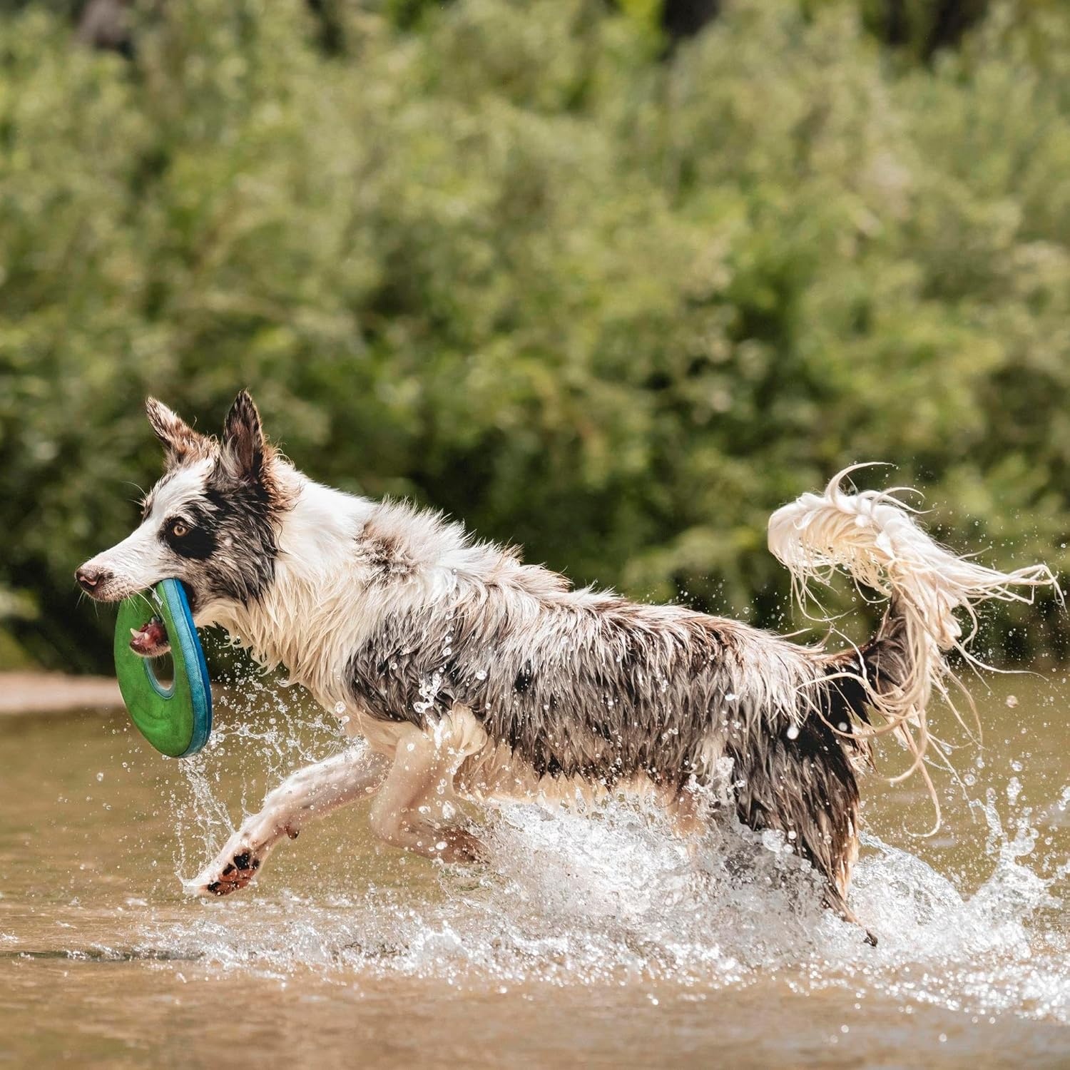 image:imageChuckit Amphibious ZipFlight Floating and Flying Disc Dog Toy Medium 85 Assorted Colors Orange And BlueGreen and BlueMedium