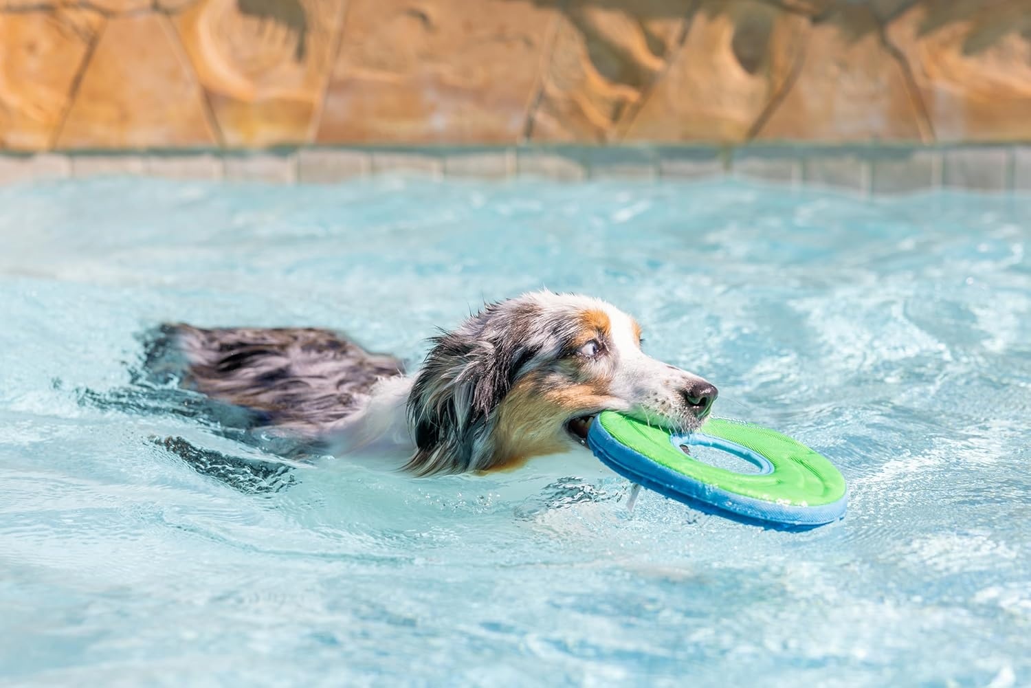 image:imageChuckit Amphibious ZipFlight Floating and Flying Disc Dog Toy Medium 85 Assorted Colors Orange And BlueGreen and BlueMedium