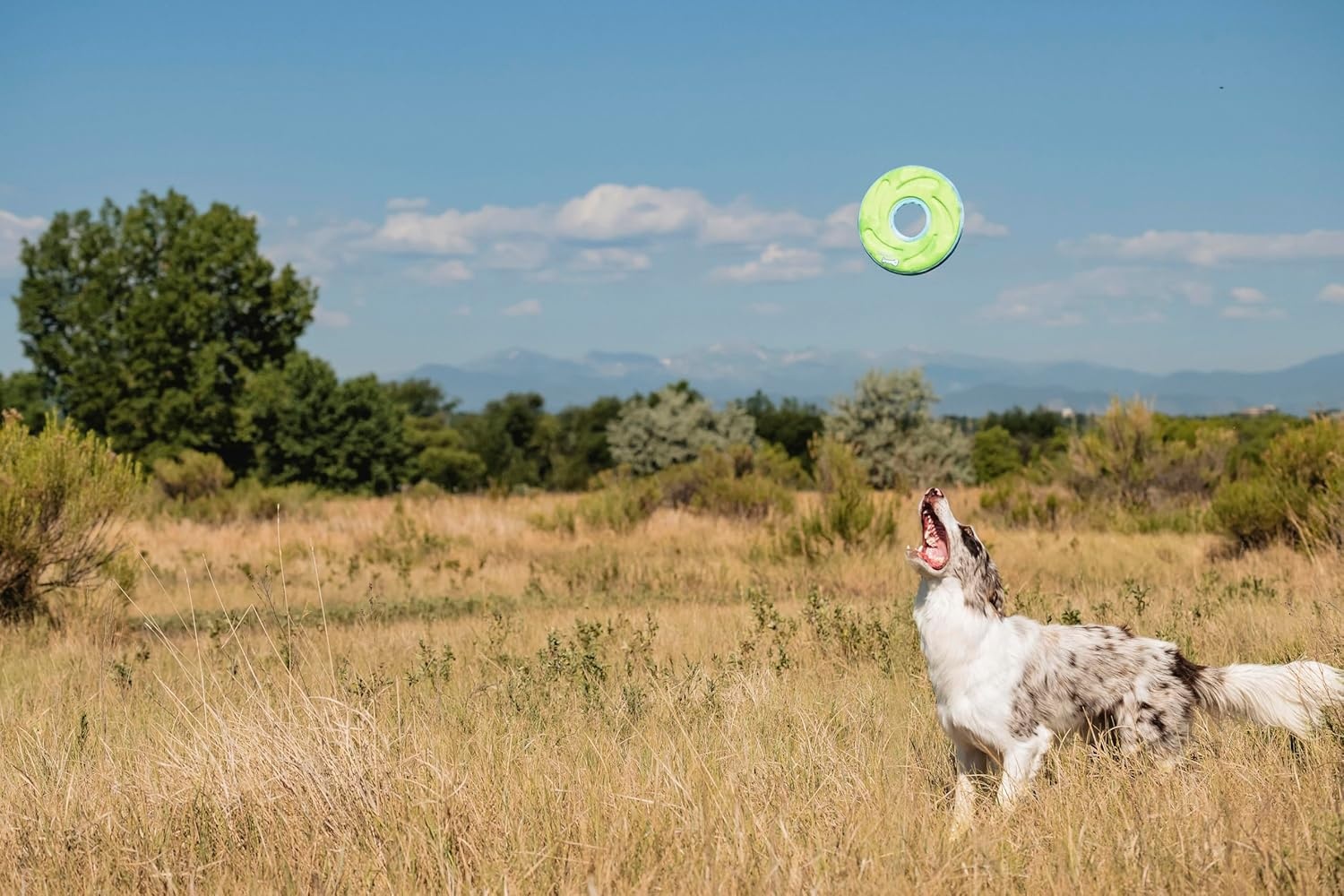 image:imageChuckit Amphibious ZipFlight Floating and Flying Disc Dog Toy Medium 85 Assorted Colors Orange And BlueGreen and BlueMedium