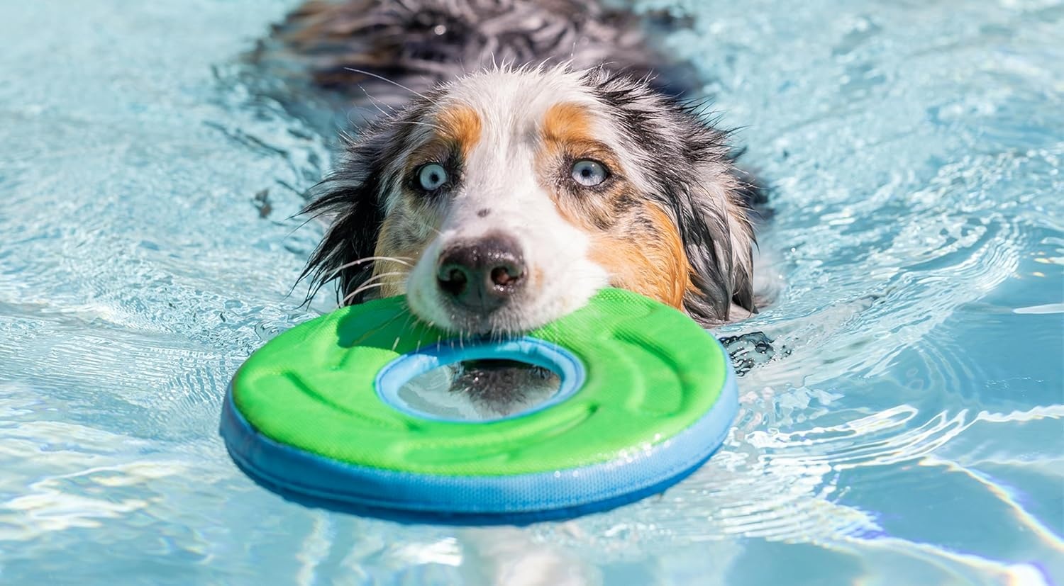 image:imageChuckit Amphibious ZipFlight Floating and Flying Disc Dog Toy Medium 85 Assorted Colors Orange And BlueGreen and BlueMedium