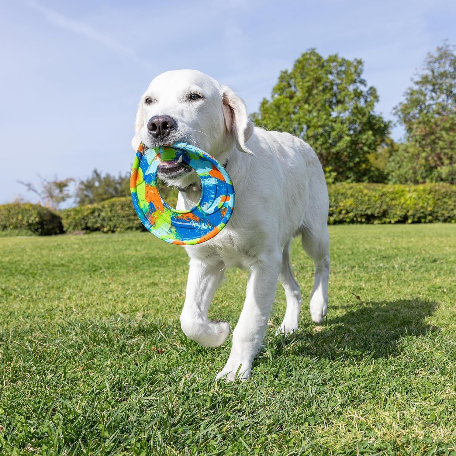 image:imageChuckit Amphibious ZipFlight Floating and Flying Disc Dog Toy Medium 85 Assorted Colors Orange And BlueGreen and BluePack of 1