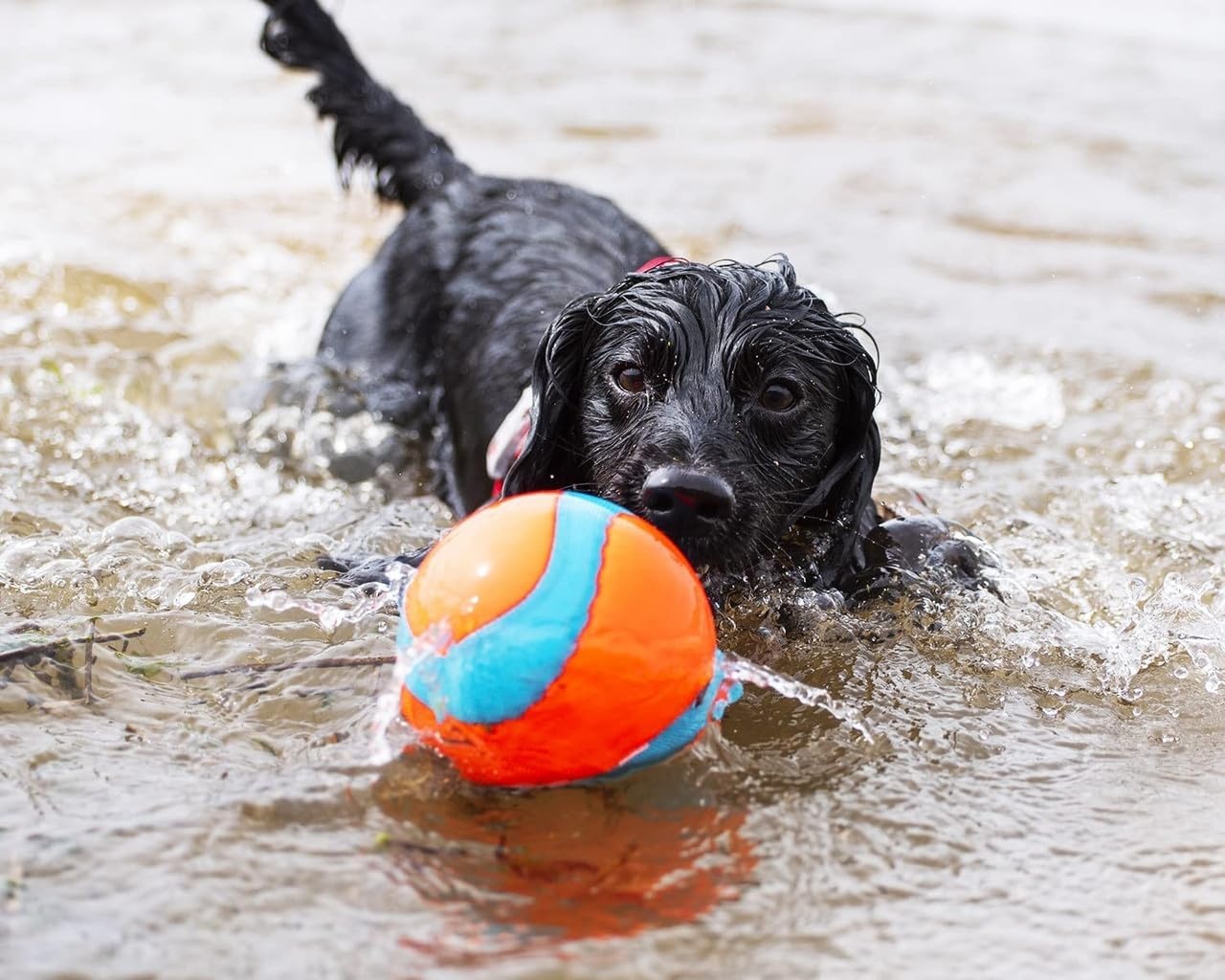 image:imageChuckit Amphibious Mega Ball or Roller That Floats for Medium and Large DogsMega Ball